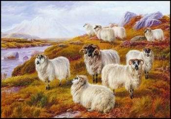 unknow artist Sheep 063 Norge oil painting art